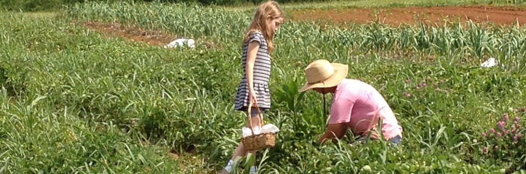 Tips for visiting a you-pick strawberry farm with kids